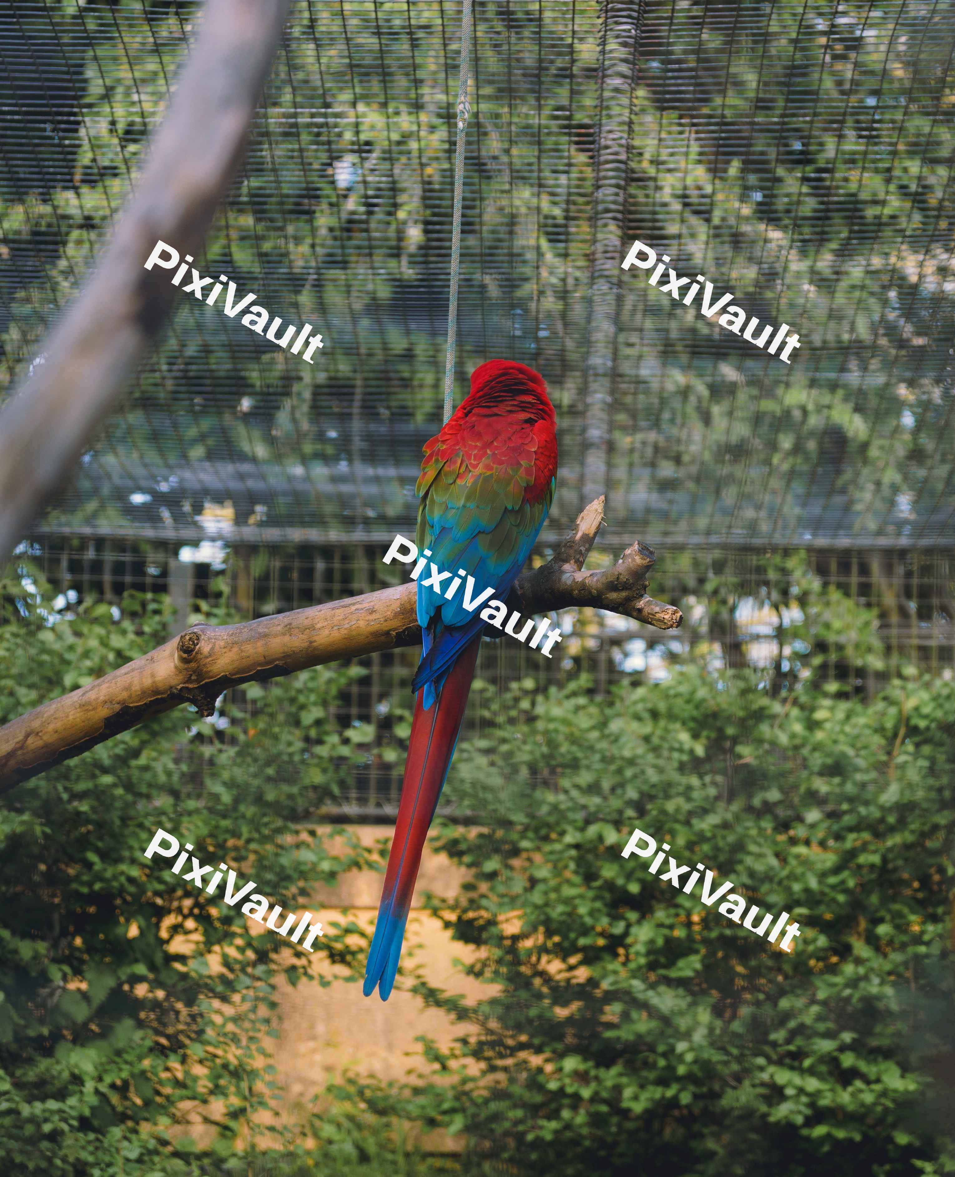 The Back Of A Parrot